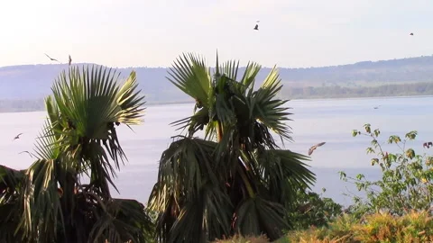 A flock of flying foxes fly over palm trees where they sleep Stock Footage 106051813
