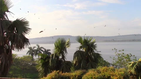 A flock of flying foxes fly over palm trees where they sleep Stock Footage 106051918