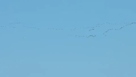 A flock of flying gooses fly over blue sky at spring - birds returns at home Stock Footage 254968078