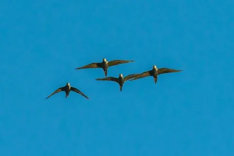 Flock of flying parrots in the peruvian amazon jungle at madre de dios peru Stock Photos