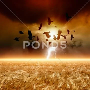 Flock of flying ravens, wheat field Stock Photos