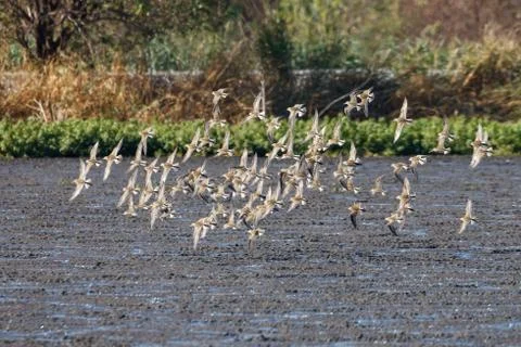 Flock flying sandpiper Stock Photos