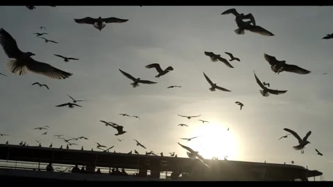 A flock of flying seagulls in slowmotion. Stock Footage 289465646