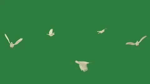 Flock Flying Transparent Background Animation Video stock 338016309