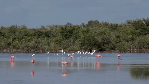 A flock of flying White Ibis (Eudocimus albus) in Zapata, Cuba. Stock Footage 77189656