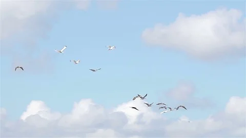 A flock of flying White Ibis (Eudocimus albus) in Zapata, Cuba. Stock Footage 77190468