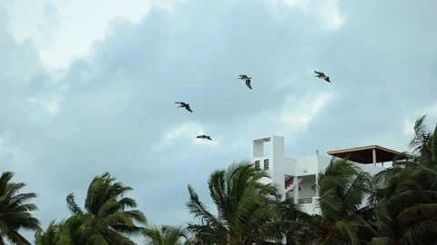 Flock of four big black and white birds fly over windy palms in Caribbean beach Stock Footage 204864455