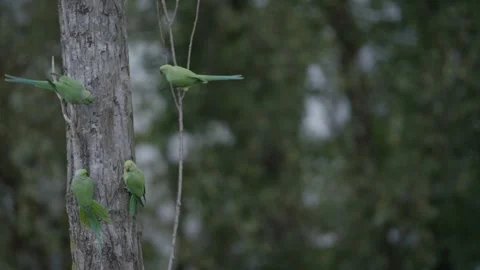 Flock of four Rose-ringed parakeet perched on a tree in The Hague Stock Footage 253202559
