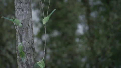 Flock of four Rose-ringed parakeet perched on a tree, One bird flies away. 库存影片 253202714