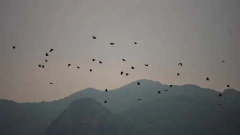 Flock of fox, a flock of flying foxes flying over the trees at sunset Stock Footage 261052502