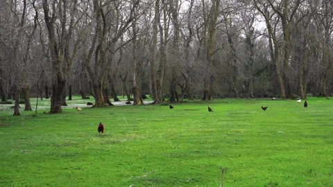 Flock of free-range chickens and rooster foraging in green meadow with hay piles Stock Footage 319791101