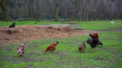 Flock of free-range chickens and rooster foraging in green meadow with hay piles Stock Footage 319791216