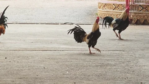 Flock of free-range chickens and roosters on the ground in Thailand. 스톡 동영상 339188191