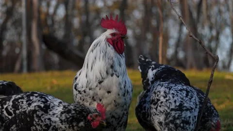Flock of free-range hens Vídeo Stock 169816663