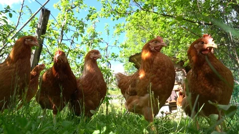 A flock of free range hens on a sunny day Stockbeeldmateriaal 107392939