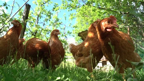 A flock of free range hens on a sunny day Stock Footage