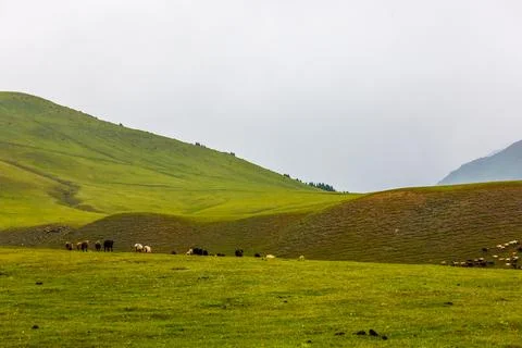 Flock of free-range sheep grazing at foggy field with misty mountain in the Photos