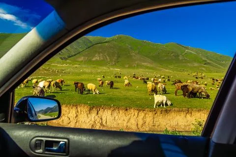 Flock of free-range sheep grazing on green hillside in Kyrgyzstan, view from Stockfoto's