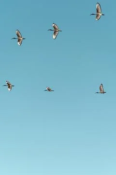 Flock of Freedom  Stock Photos