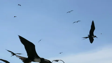 Flock Frigate Birds Fly Blue Sky Close Camera, Honduras Stock Footage