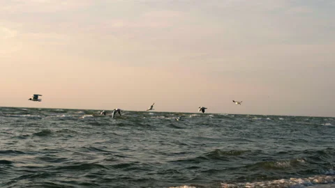 Flock of frightened seagulls flutter their wings and fly away Video stock 157246880