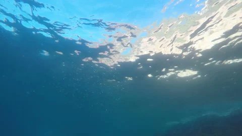 A flock of fry gather in the sphere Stock Footage 148483199