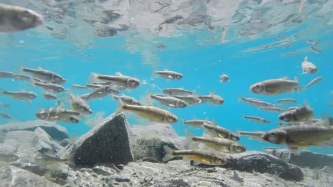 A flock of fry of rainbow trout fish frightened swims near the gopro camera Stock Footage