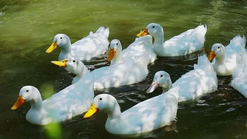 Flock of funny white ducks swims in the pond Stock Footage 113516502
