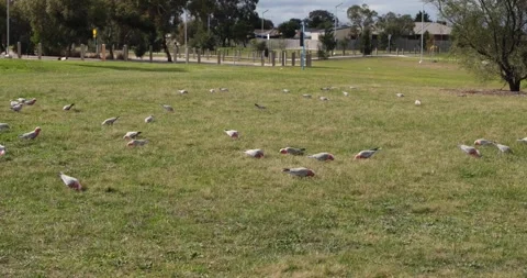 A flock of Galah parrots nibble on grass in urban park. Australian cockatoo. Vídeo Stock 277085482