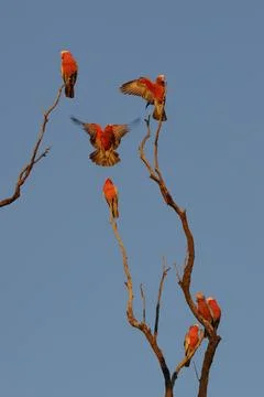 Flock of galah. Фото