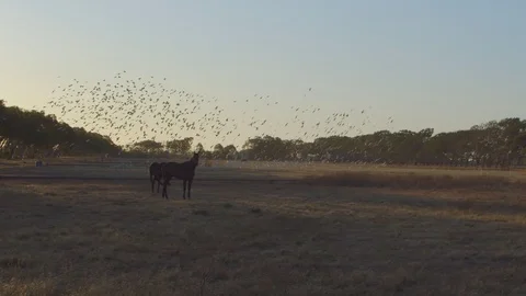 Flock of Galah's being chased by hawk-horses in foreground-filmed in 120 fps Stock-Footage 120111776
