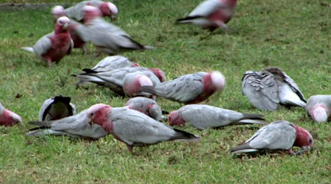 Flock of Galahs Feeding 1 Video stock 30371743
