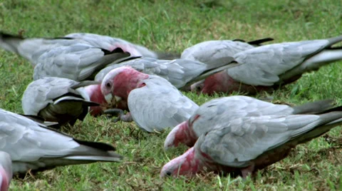 Flock of Galahs Feeding 2 Video stock 30376101