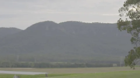 Flock of galas taking flight Stock Footage 74063378