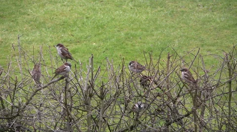 Flock of garden birds, sparrows on a bare hawthorn hedge cinemagraph Stock Footage 59940258