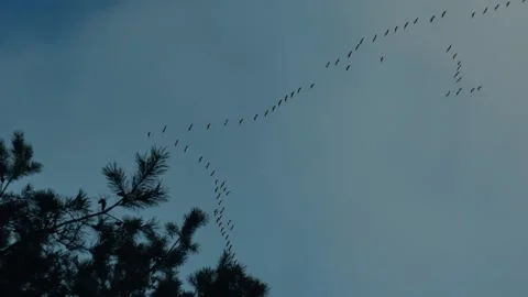 Flock of geese against the blue sky Stock Footage 163840763