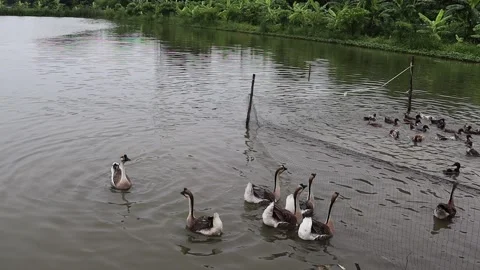 Flock of geese and ducks finding food for eating in the water Stock Footage 139529186