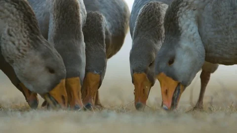 Flock of geese biting grain from the ground Video stock 82747185