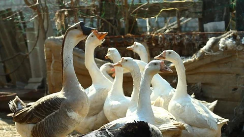 Flock of geese in a corral Stock Footage 127704258