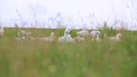 Flock of geese on countryside Stock Footage 84451932
