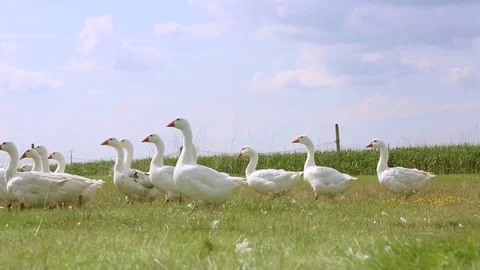 Flock of geese on countryside Stock Footage 84707122