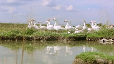 Flock of geese on countryside Stock Footage 84788112