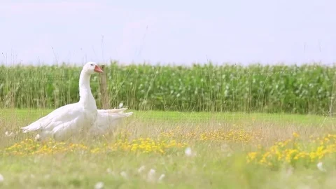 Flock of geese on countryside Stock Footage 84792850
