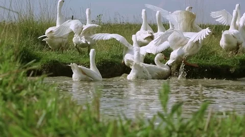 Flock of geese on countryside Stock Footage 84802070
