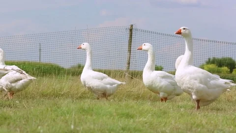Flock of geese on countryside Stock Footage 84844820