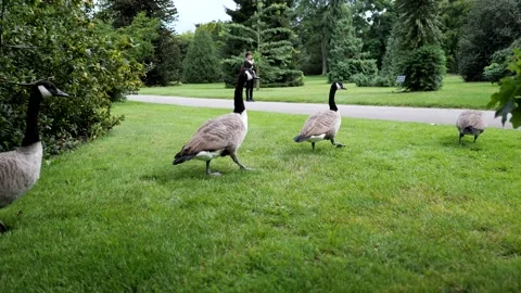 Flock of geese crossing the path Stock Footage 160034416