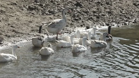 A flock of geese on the Desna River Stock Footage 235789368