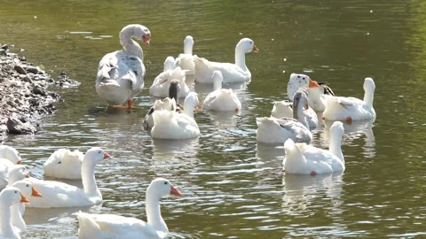 A flock of geese on the Desna River Stock Footage 235789369