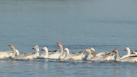 A flock of geese on the Desna River Stock Footage 235789372