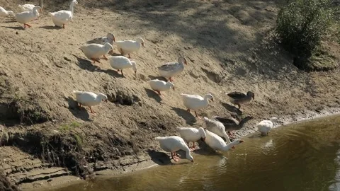 A flock of geese on the Desna River Stock Footage 235789373